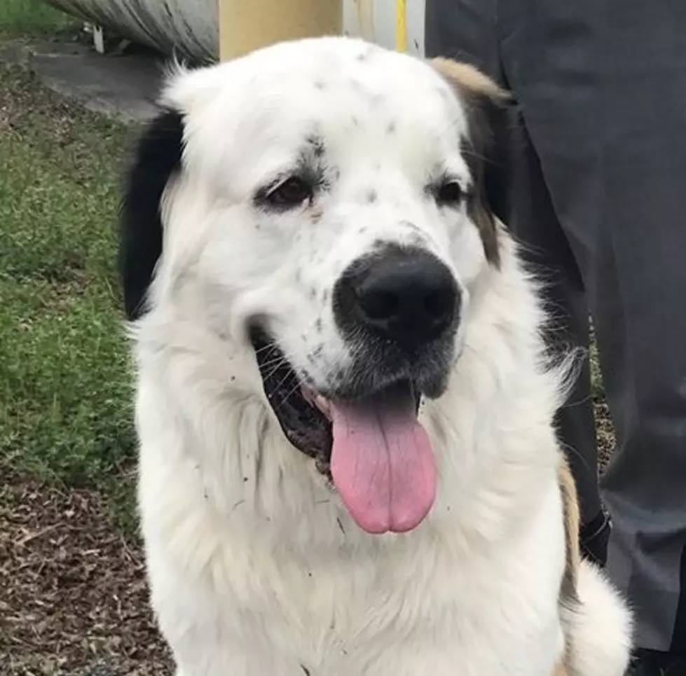 Help This Large, Lost Pup Find His Way Back Home