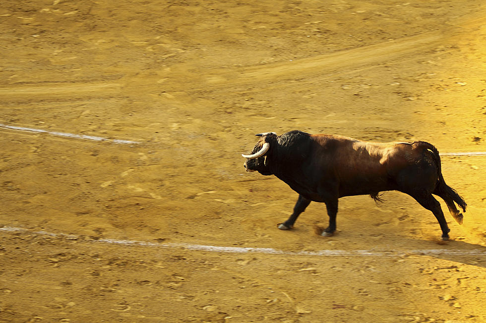 Aggressive Bull on the Loose in Vernon