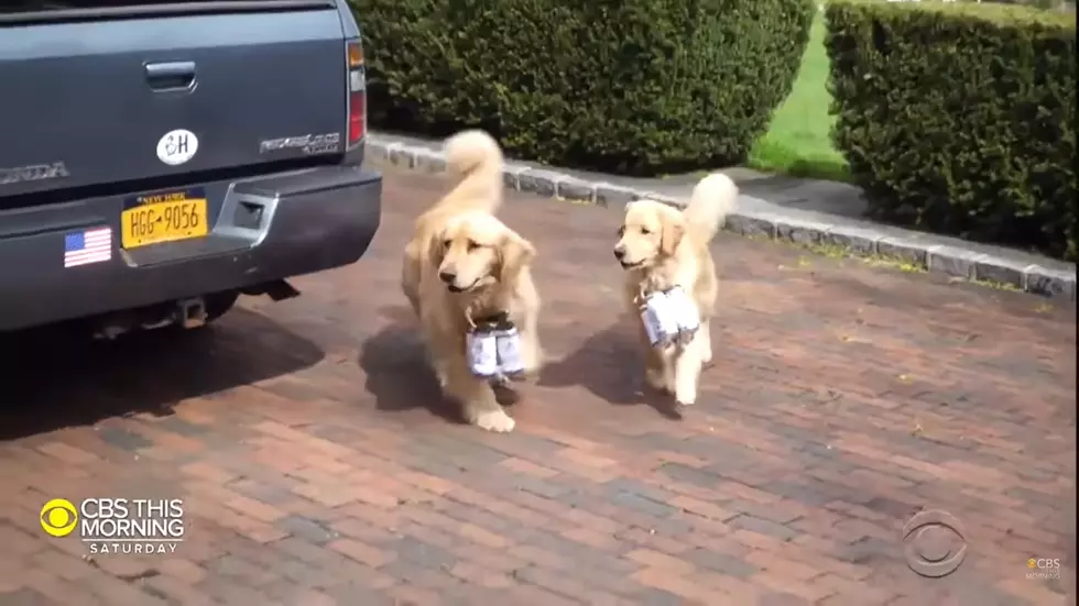 Family Dogs Help Deliver Beer During Coronavirus Pandemic