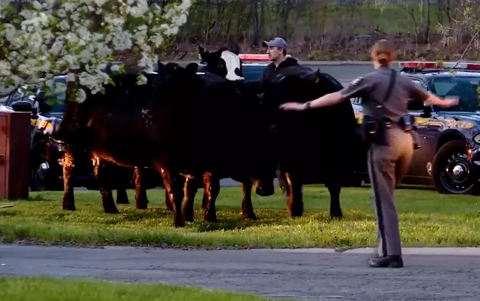 Cows on the Mooove in Liverpool After Escaping Trailer on Thruway