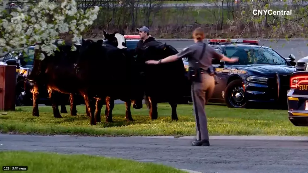 Cows on the Mooove in Liverpool After Escaping Trailer on Thruway