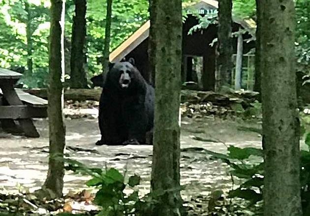Massive Black Bear at Old Forge Campground