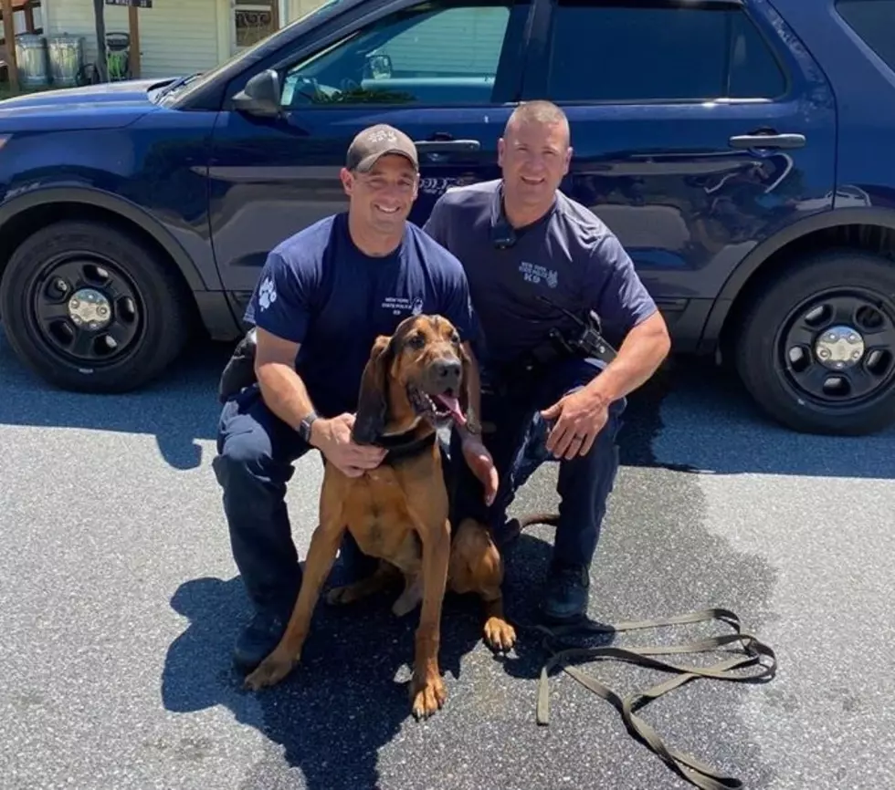 New York State Police Dog Sniffs Out Missing Boy, Finds Him Unconscious But Alive