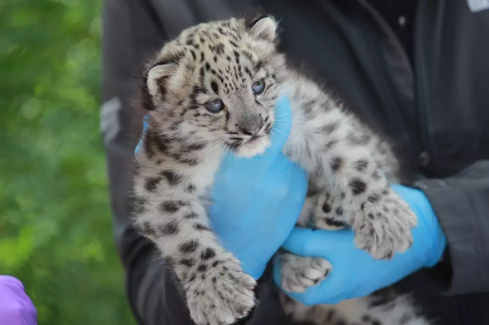 Central New York Zoo&#8217;s Precious New Cub Officially Has a Name
