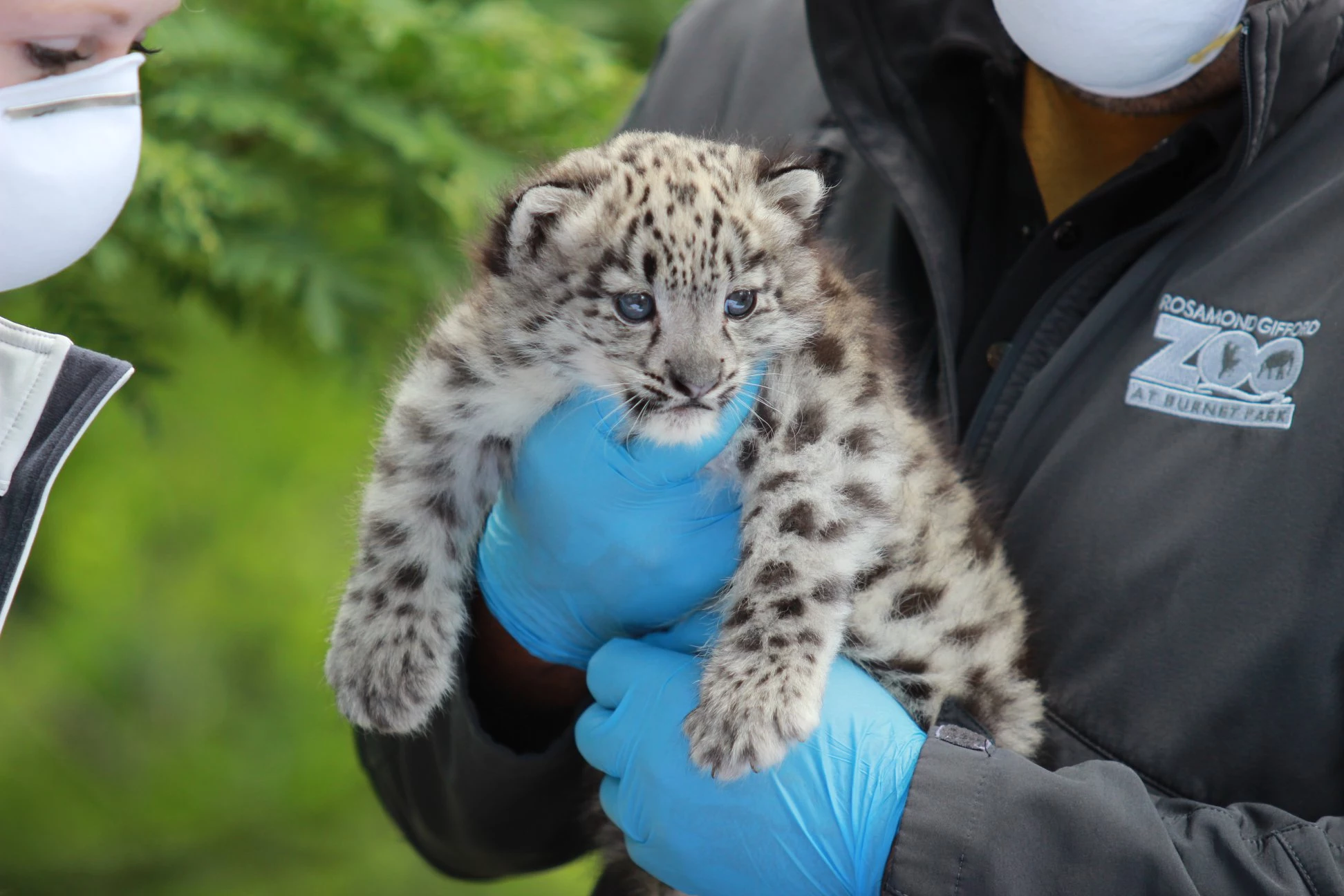 snow leopard baby