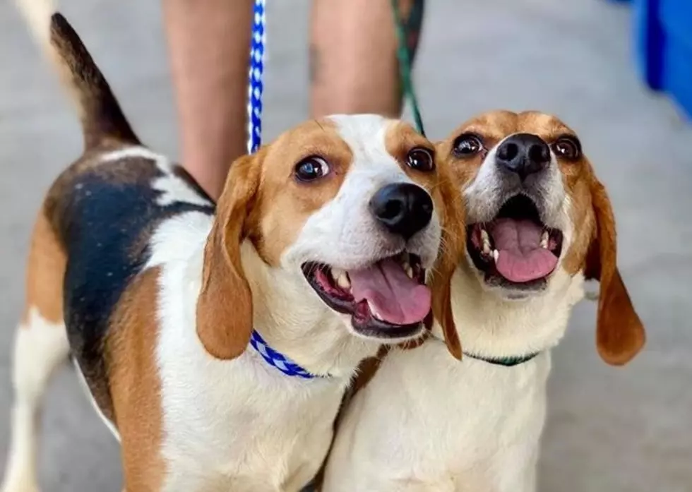 Beagle Sisters at Stevens Swan Looking for Loving Home Together