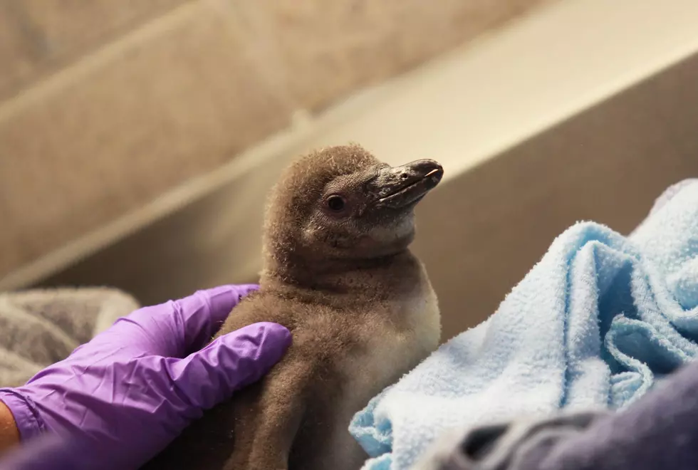 Oh, Baby! Rosamond Gifford Zoo Welcomes Penguin Chick, Cuatro