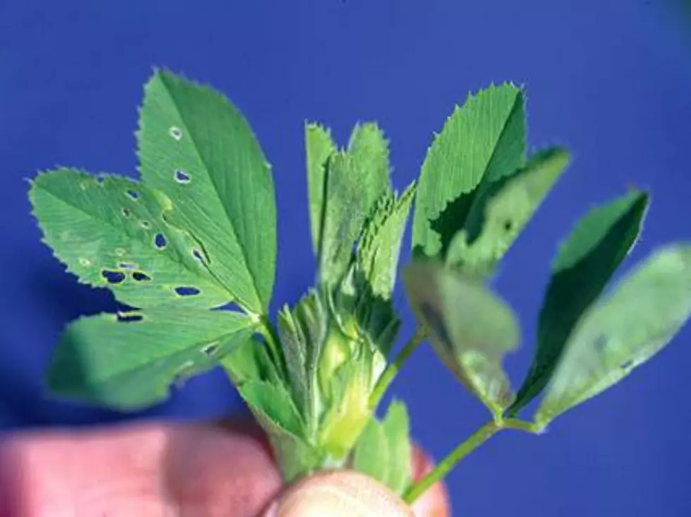 Cornell Warning Two Pests Are Damaging CNY Hay and Corn Fields