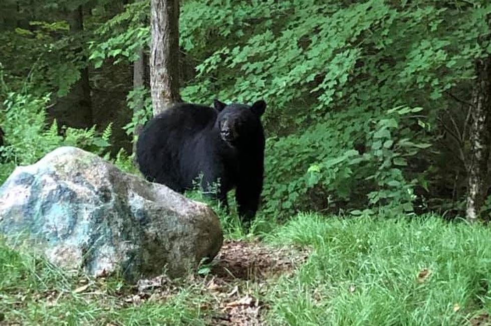 Bear Breaks Into Truck Looking For Food at Old Forge Campground [PHOTOS]