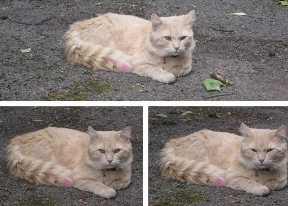 Purr-Fectly Innocent Explanation for 'Painted' Cats in Utica