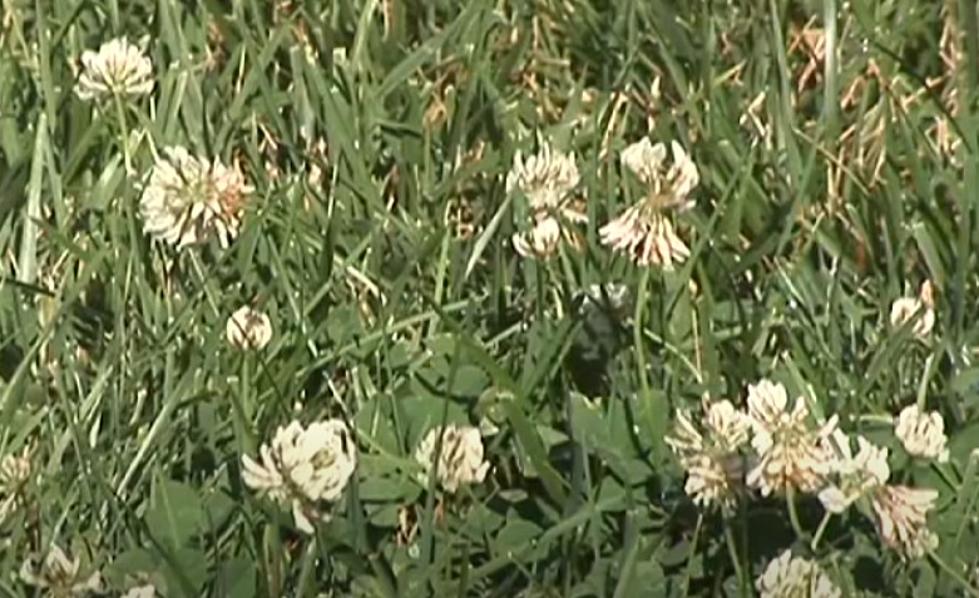 Did You Know The Little White Flowers In Your CNY Lawn Are Weeds?