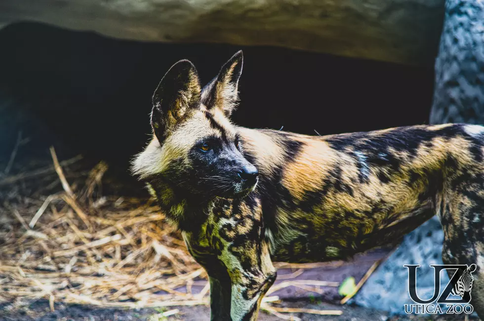 Utica Zoo Welcomes Pack Of African Painted Dogs