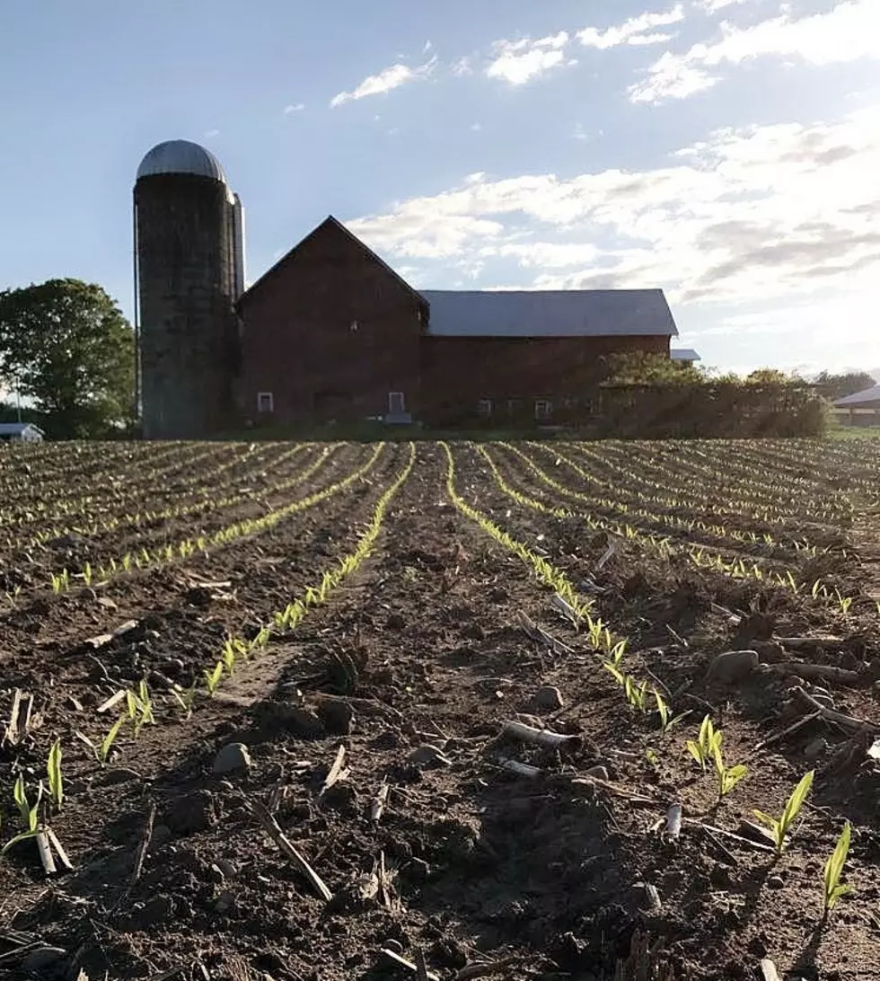 Finndale Farm in Holland Patent, NY