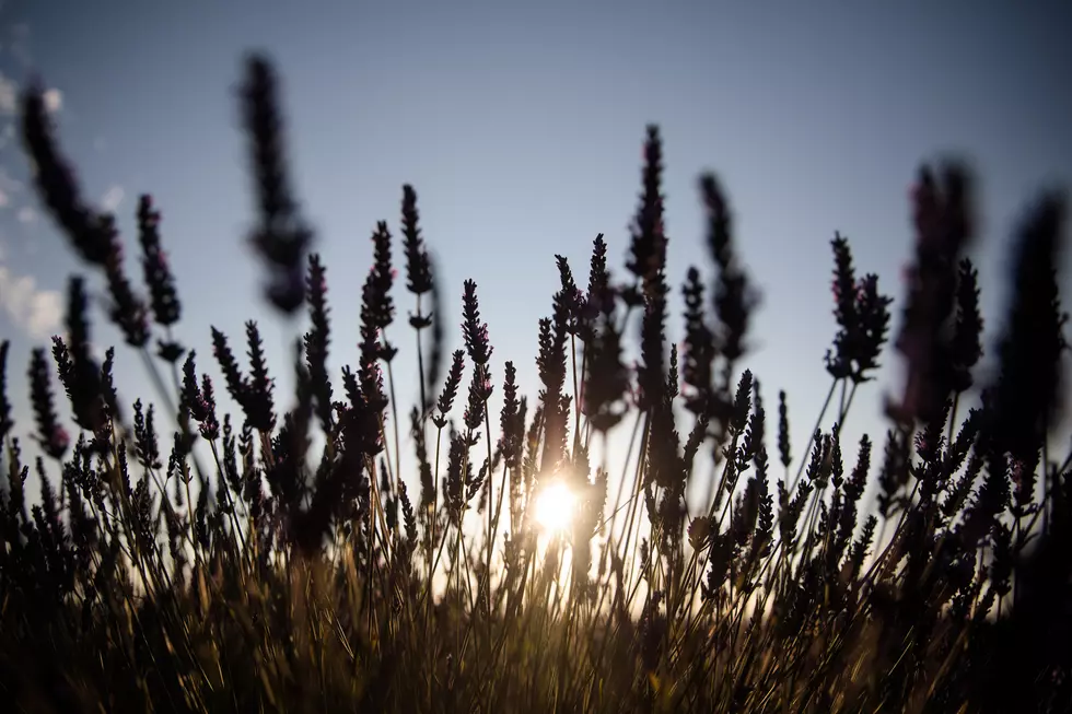 Plan a Romantic Sunset Date Night to These NY Lavender Fields