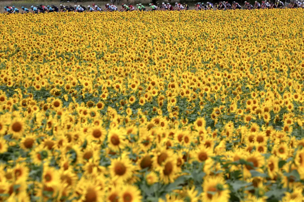 Stroll Through Fields of Gold in 8 of Best Sunflower Fields in New York