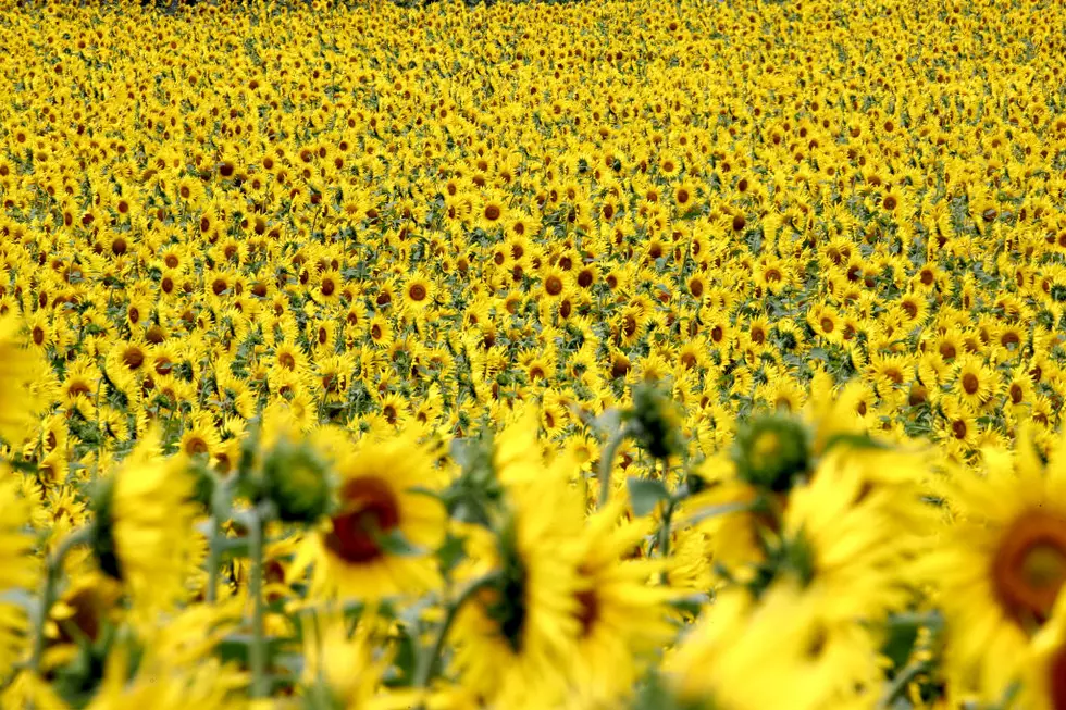 Stroll Through Fields of Gold in 8 of Best Sunflower Fields in New York