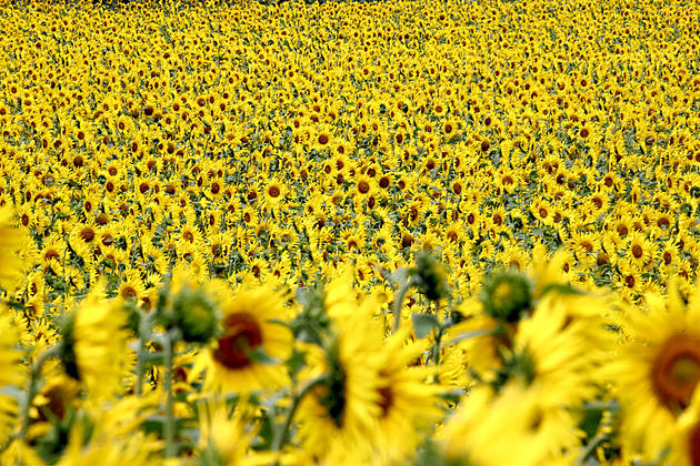 Stroll Through Fields of Gold in Best Sunflower Fields in New York