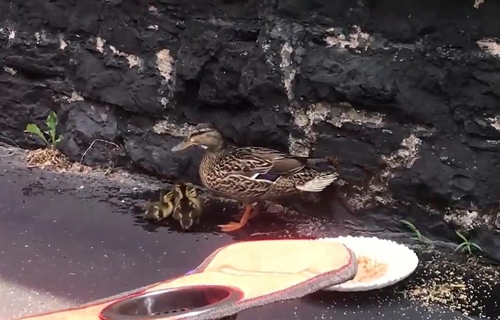 CNY Conservation, Police Officers Save Ducklings From Storm Drain