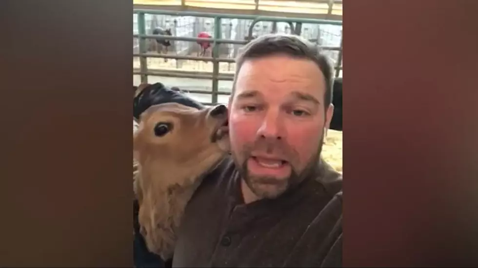 New York Dairy Farmer Sends Cow-Filled Video to Sick 4-Year-Old