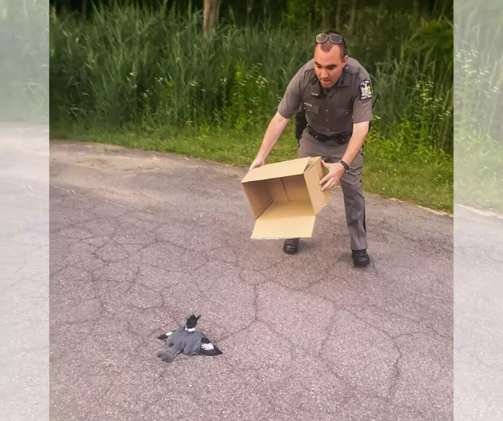 Central New York Trooper Rescues Injured Bird That Was Hit By Car