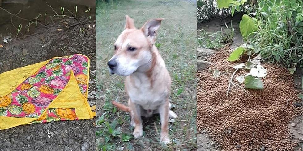 Rome Man Rescues Dog Abandoned With a Blanket and Pile of Food at Fish Hatchery