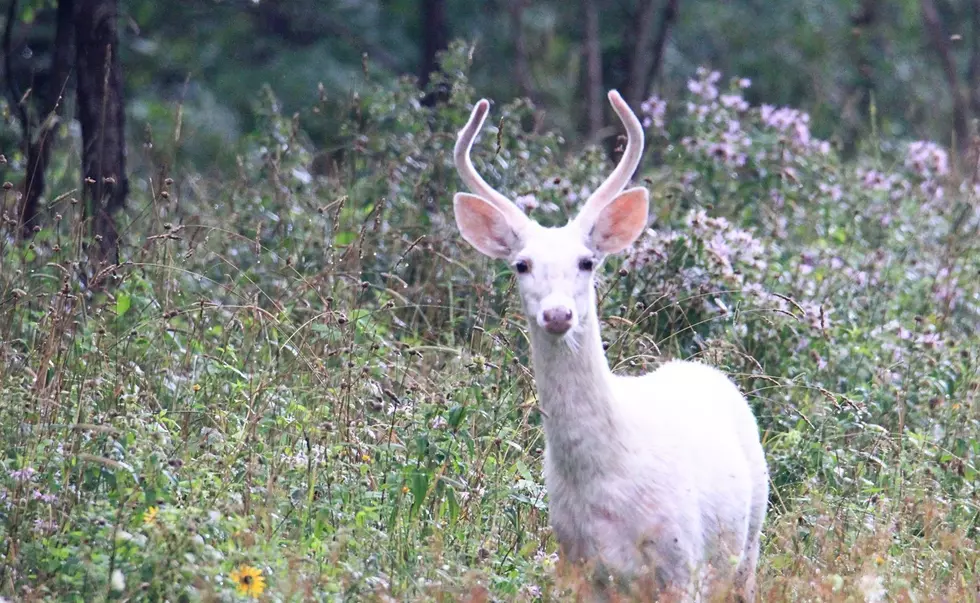 For the First Time in 80 Years, Drive Through Deer Haven Park and See White Deer