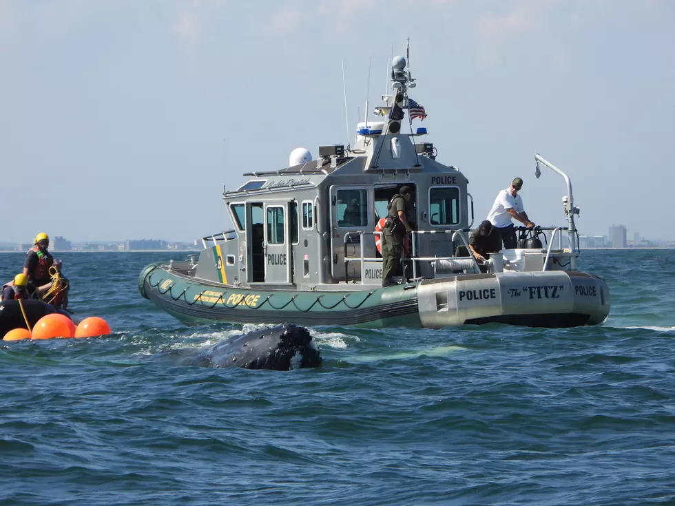 Humpback Whale Trapped in Nets Saved in New York Water