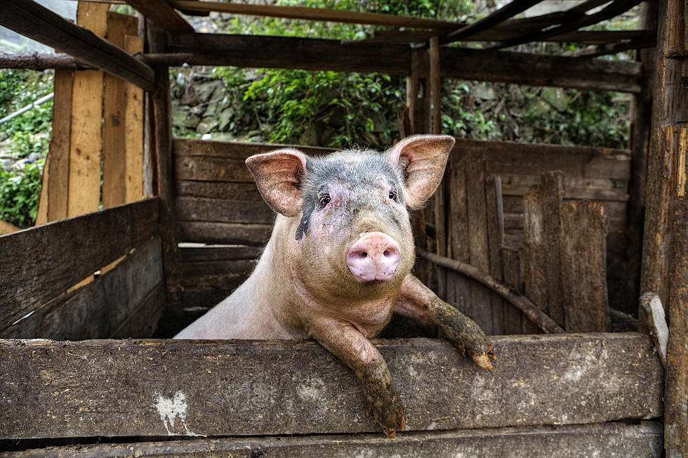 You'll Squeal with Delight While Visiting NY Farm's Potbelly Pigs