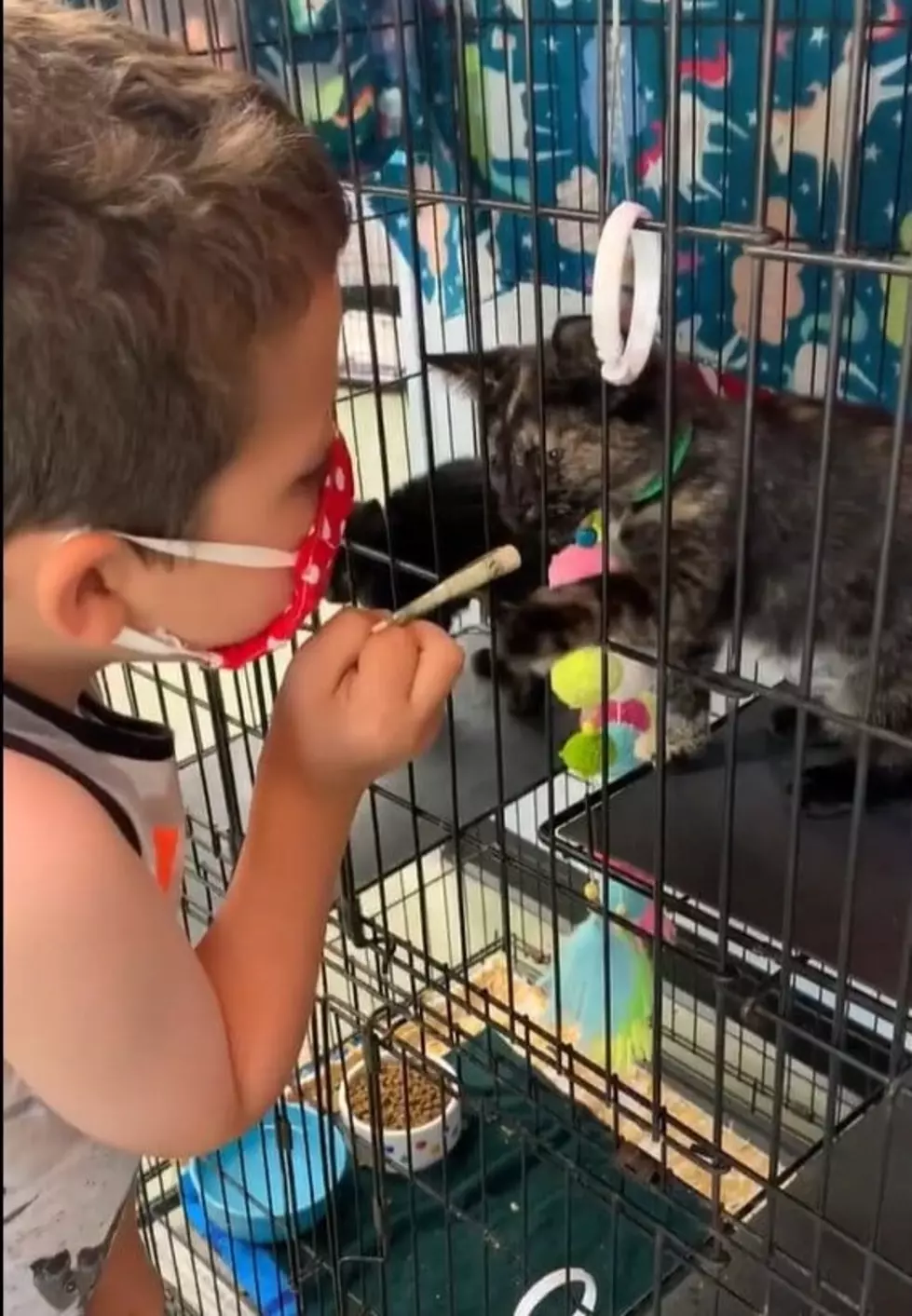 [WATCH] New York Boy Has Cutest Interaction with Shelter Cats