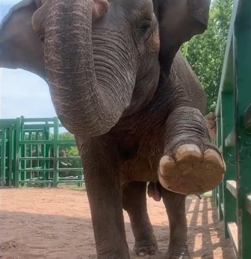 Watch Elephants Do Yoga, Get Pedicures at Syracuse Zoo