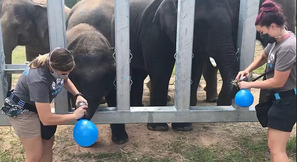 WATCH: Baby Elephants Blow Up Birthday Balloons at CNY Zoo