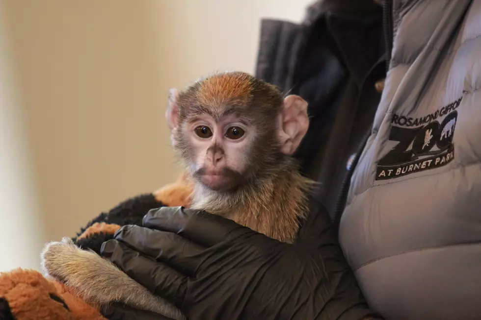 Syracuse Zoo Shows Off New Baby Monkey Born in Troubled Times