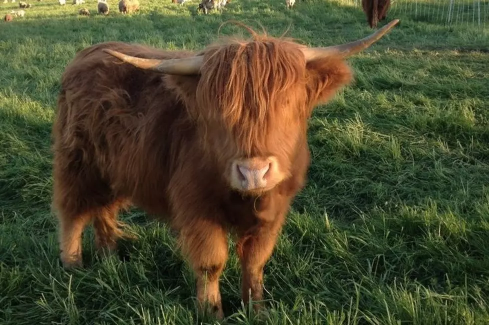 Meet a Central New York Farmer - Owens Farm in New Hartford