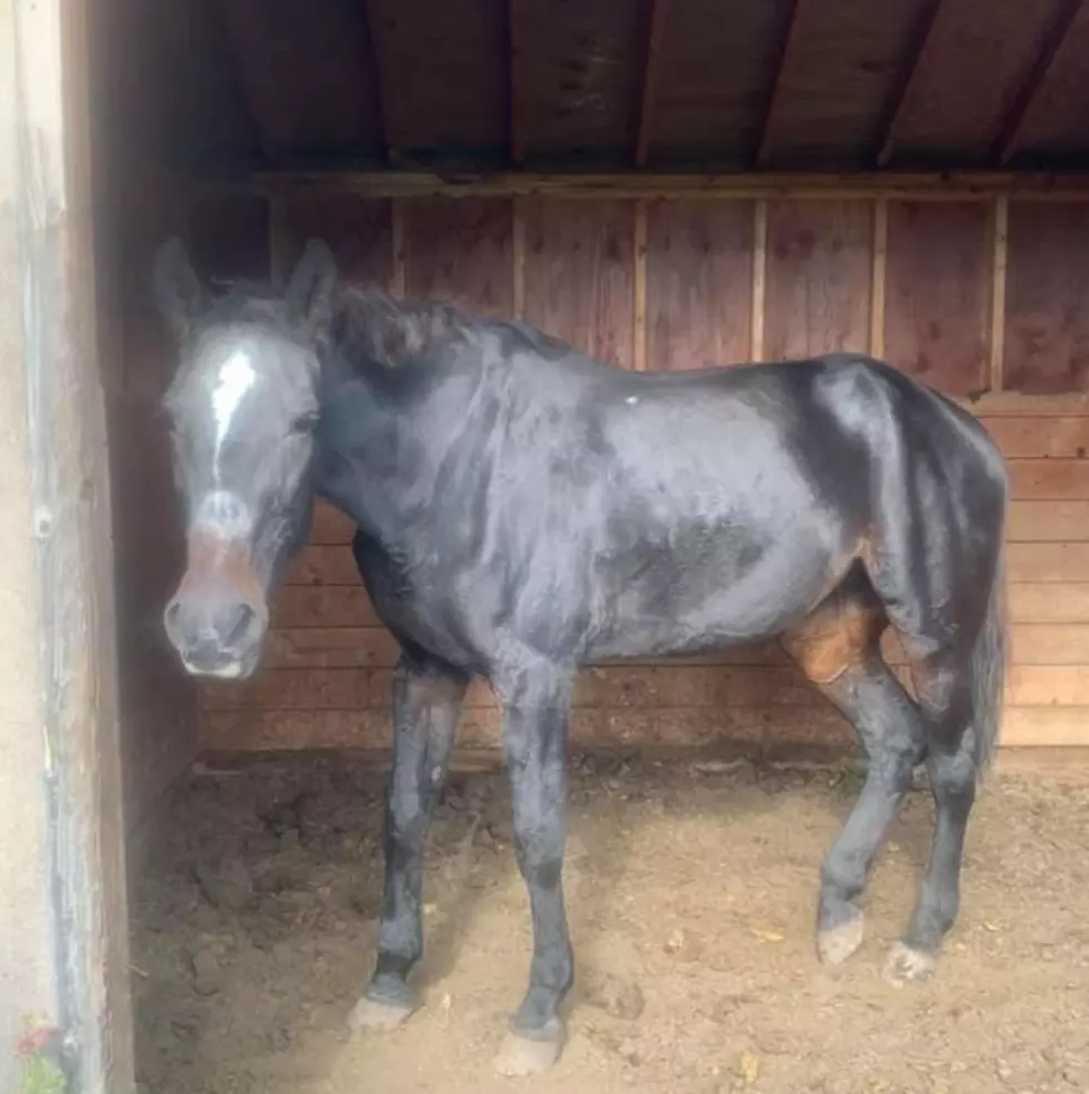 19-Year-Old North Country Horse Rescued, Looking For Forever Home