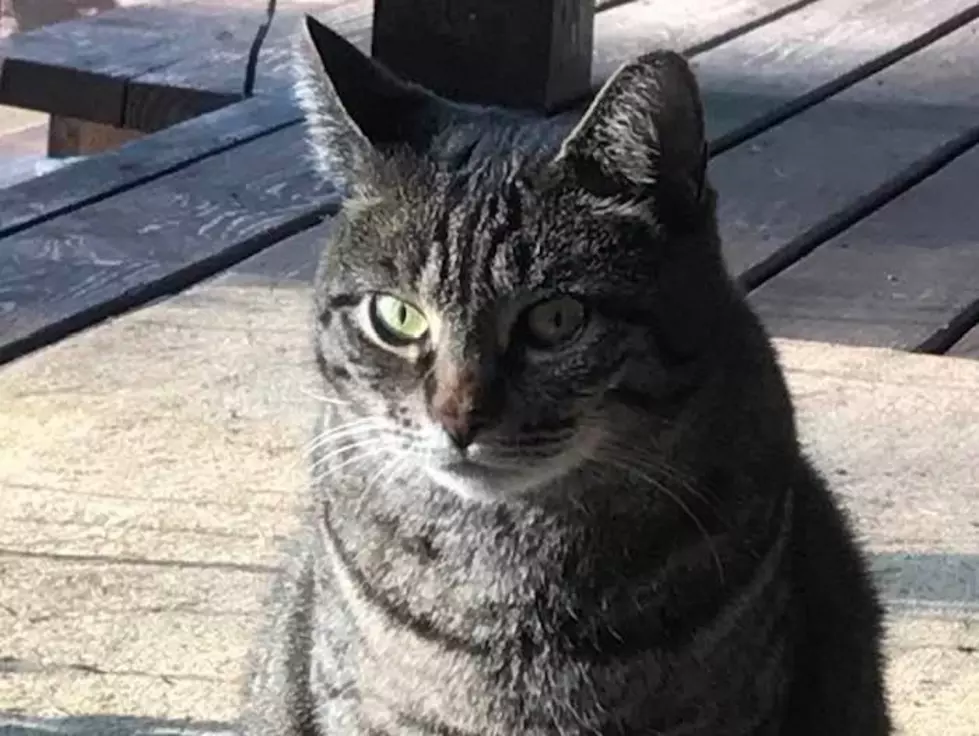 Cat Jumps Into Delivery Truck, Runs Out at Next Stop