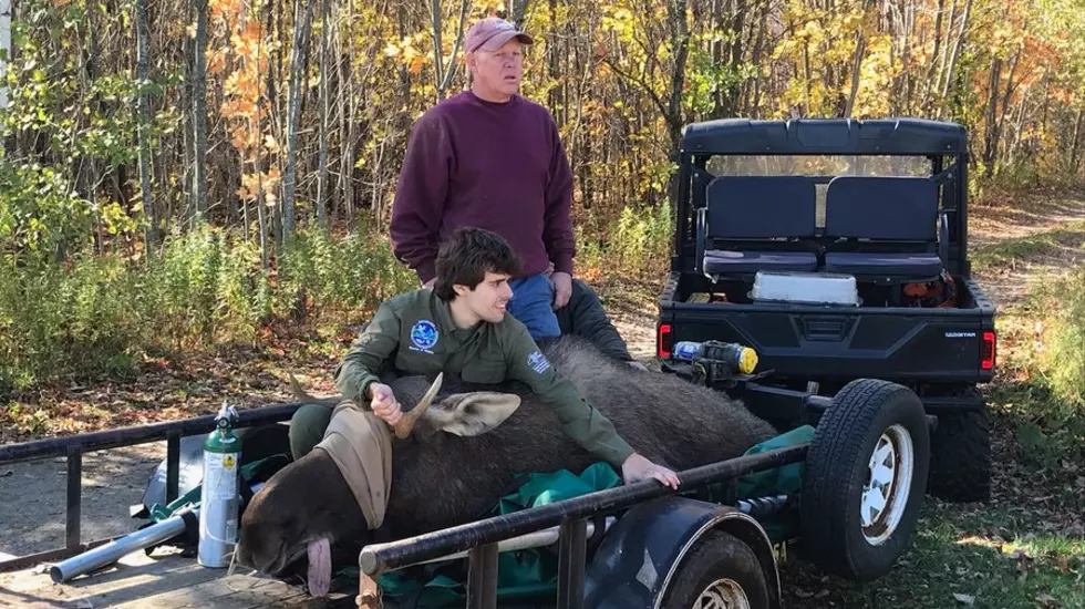 Trapped Moose Back on the Loose in New York Forest