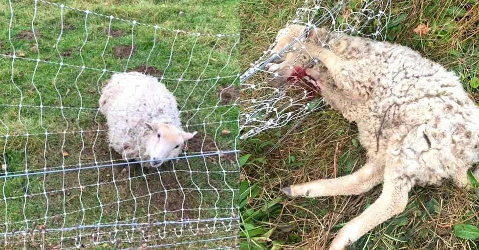 Good Samaritan Rescues Sheep, Calls For Action on CNY Farm