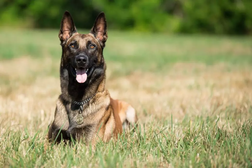 Heroic NY Police K9 Catches Suspect Who Stabbed Him in the Face
