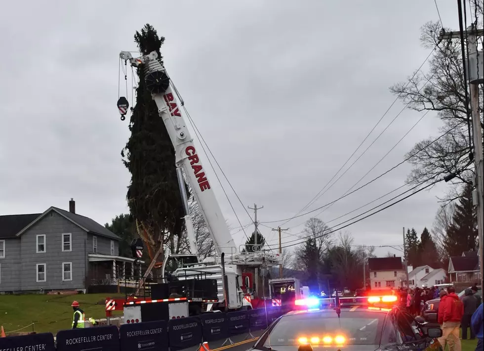 Oneonta Tree Gets Cut Down To Begin Trip To Rockefeller Center