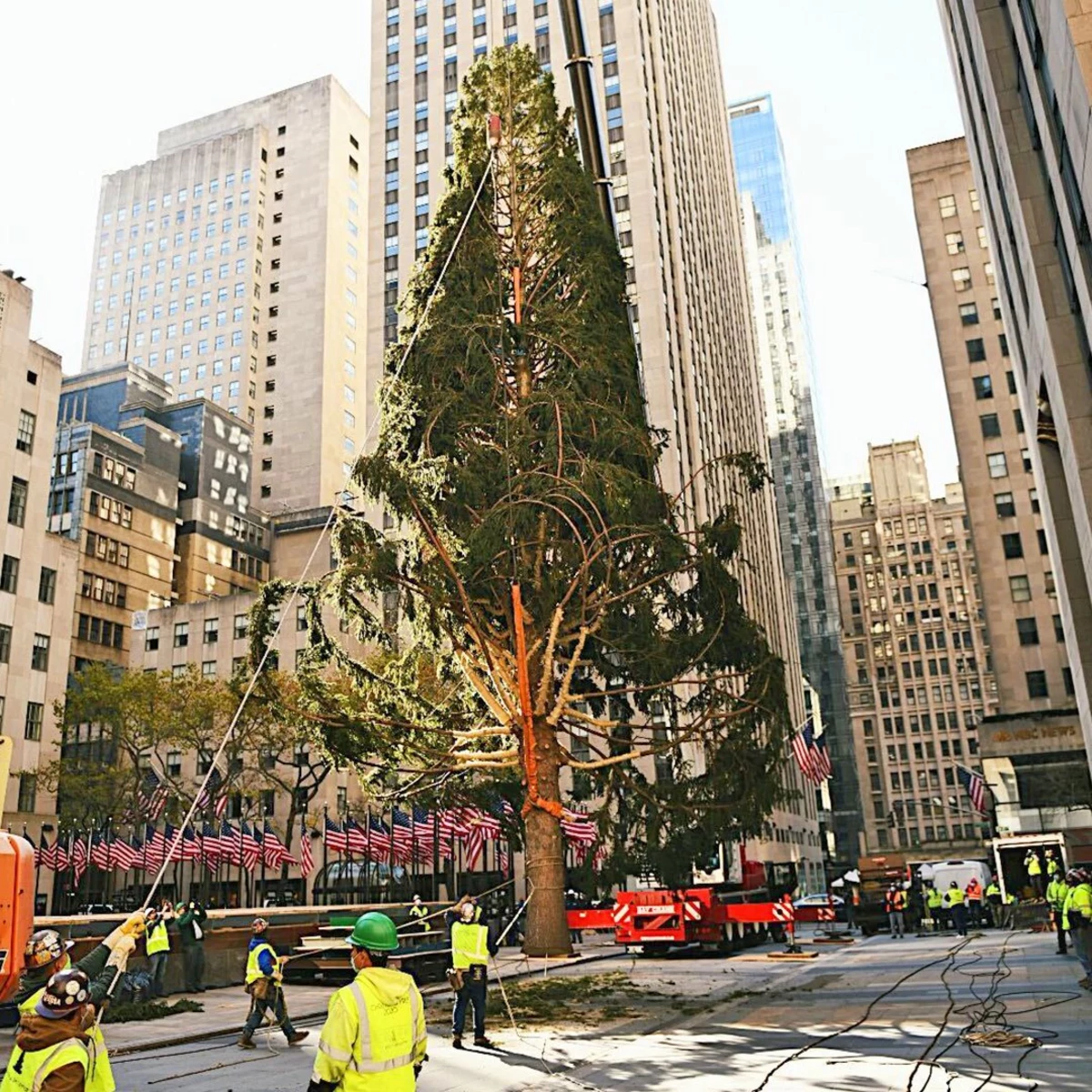 What Happened to the Rockefeller Christmas Tree