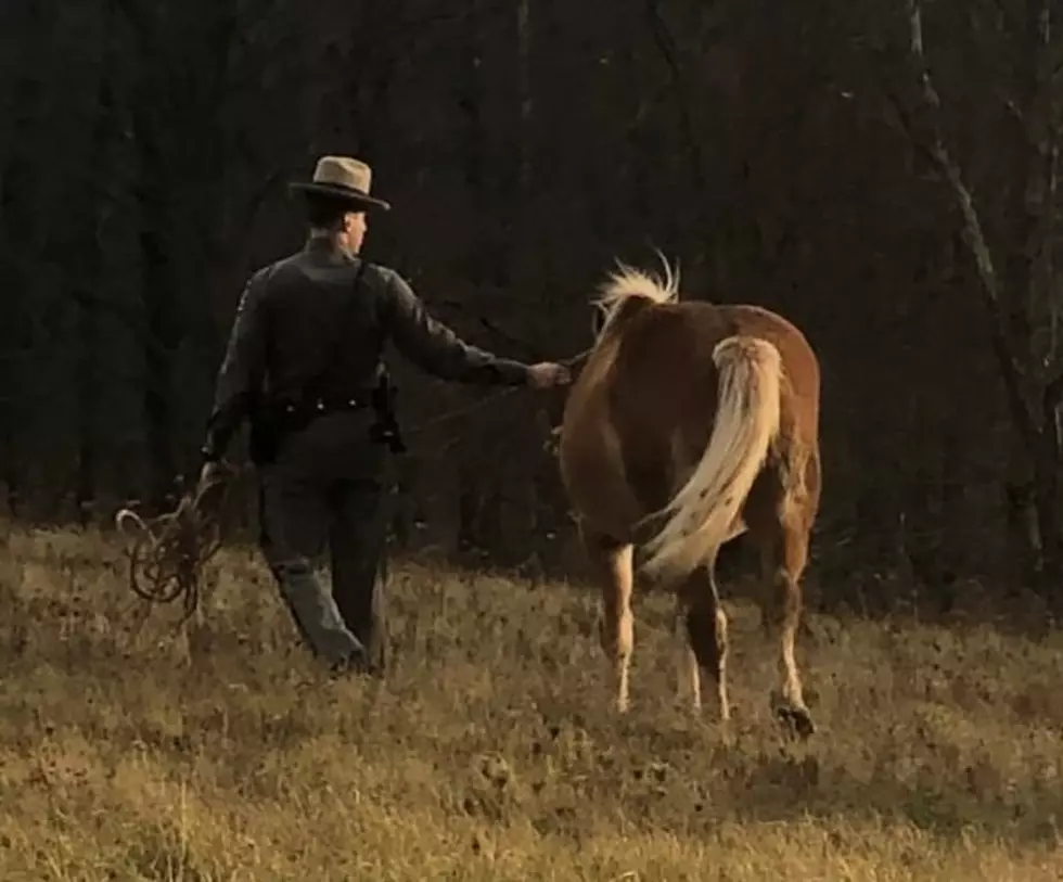 &#8216;All In a Day&#8217;s Work:&#8217; State Trooper Helps Lost Horses Find Their Way Home