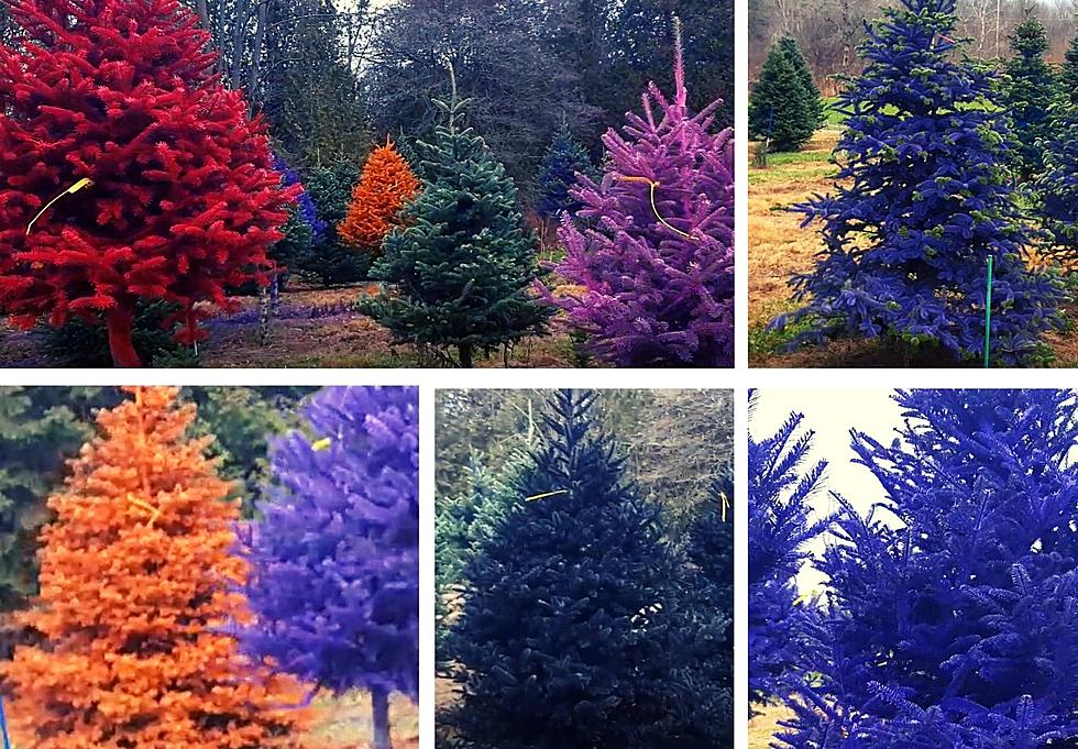Take a Magical Stroll Through Colored Trees on CNY Christmas Tree Farm