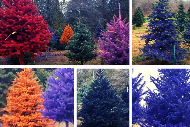 Put a Little Color in Your Holiday at Rome Christmas Tree Farm