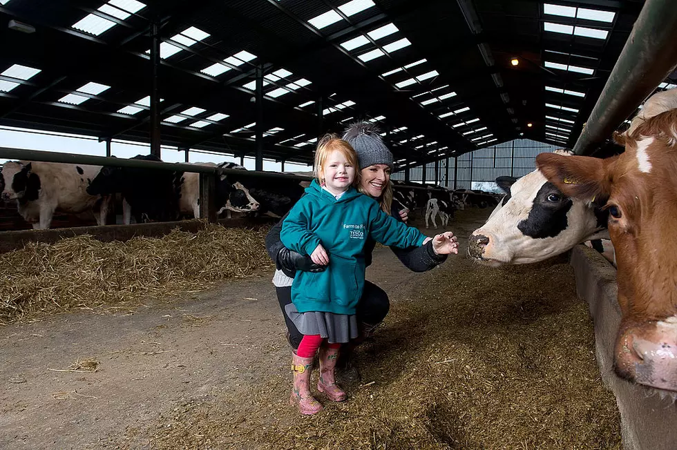 Free Virtual Tours of New York Dairy Farms for All Ages