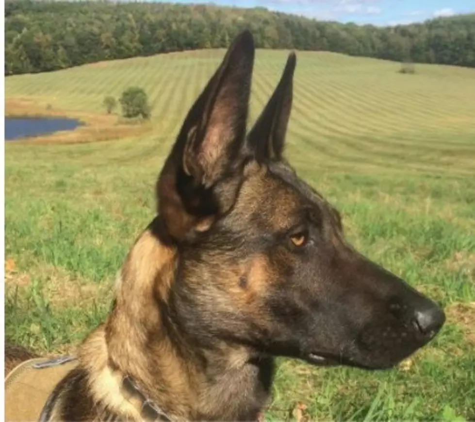 NY Sheriff's Deputy Writes Children's Book About His K9 Partner