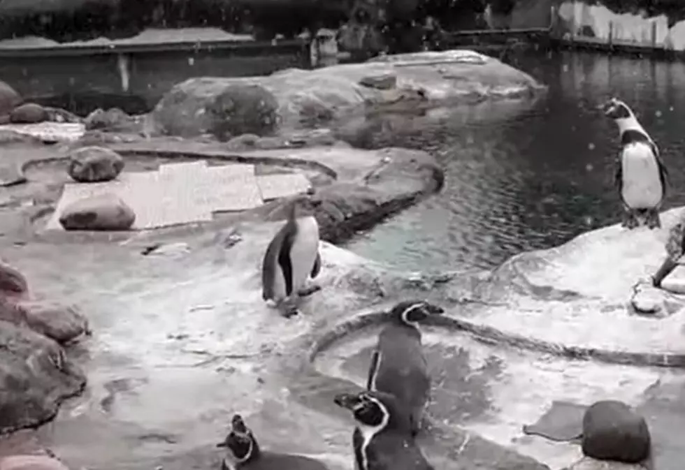 [WATCH]: Penguin Born at Syracuse Zoo Catches Her First Snowflakes