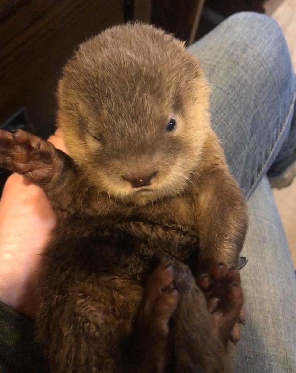 Snuggle Up With Two New Baby Otters at The Wild Animal Park