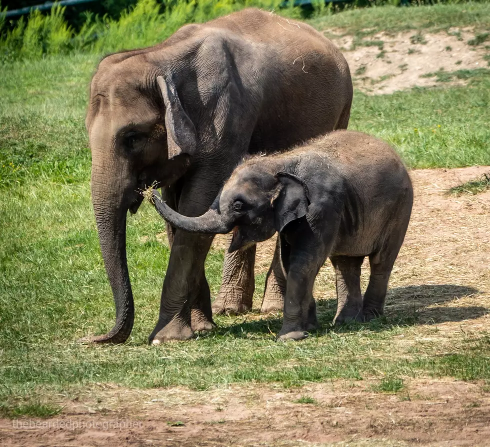 Rosamond Gifford Zoo in Syracuse Mourning Loss of Elephant Calf