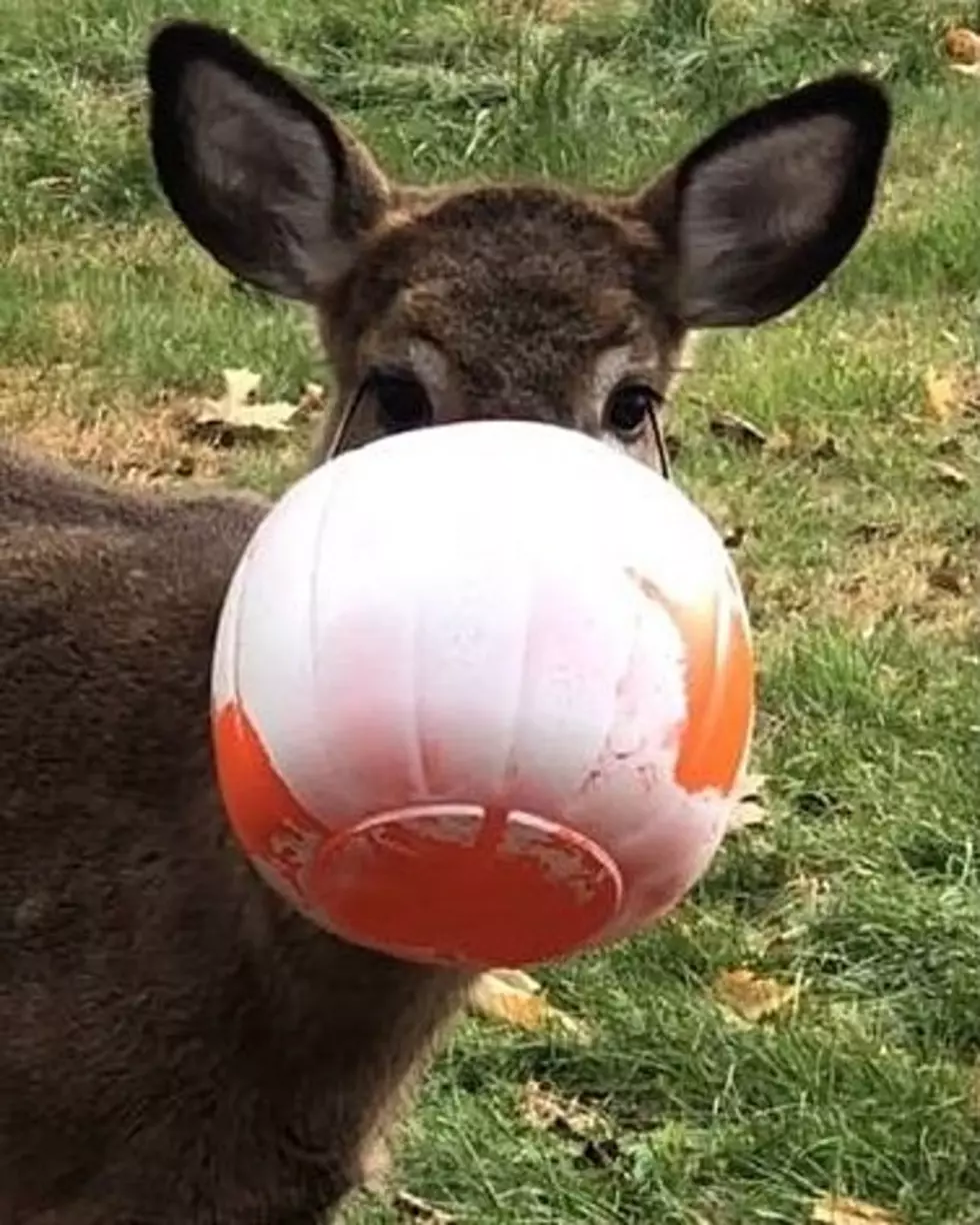 9 Photos to Make You Wonder, What are These Deer Thinking?