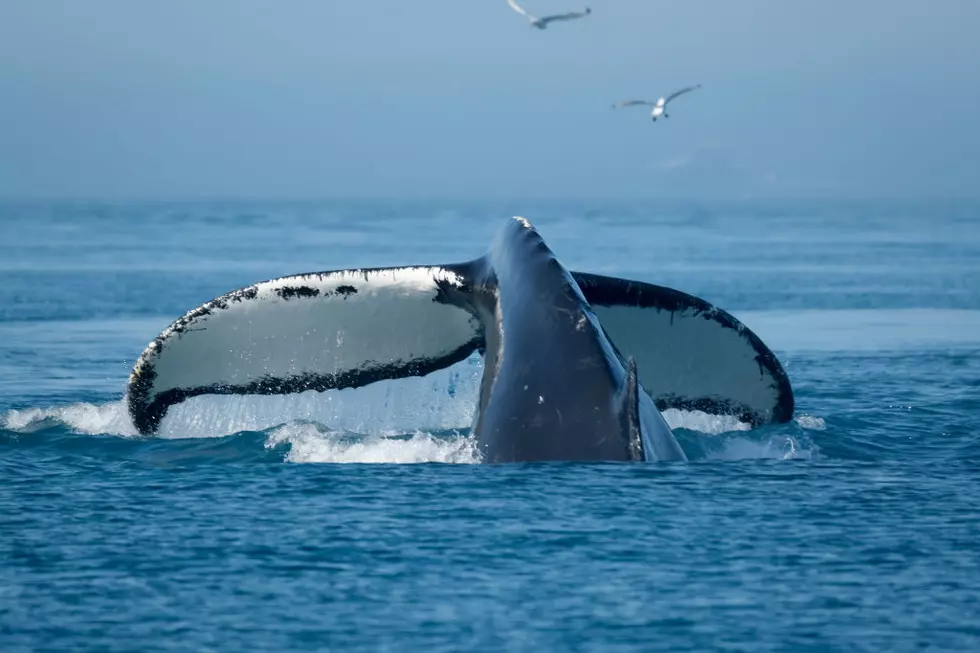 Humpback Whale Seen Swimming in Hudson River